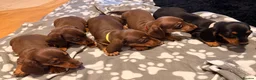 Miniature Dachshund dogs for sale: 5 miniature dachshund puppies  - Advert 1