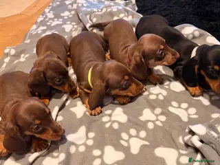 Miniature Dachshund dogs 5 miniature dachshund puppies - Advert 1