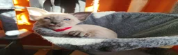 Siamese cats for sale: Gorgeous Siamese kittens!!! - Advert 36