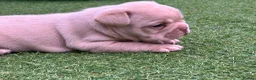 French Bulldog dogs for sale: Stunning French Bulldog Puppies in Norwich - Advert 41
