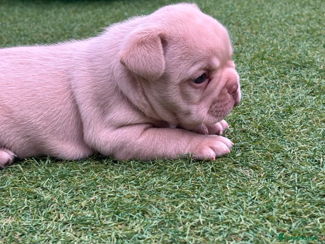 French Bulldog dogs for sale: Stunning French Bulldog Puppies in Norwich - Advert 41