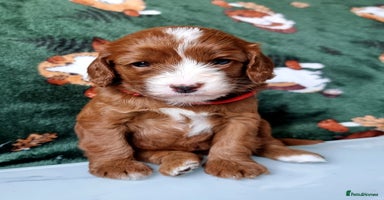 Cavapoo dogs - Advert 4