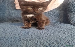 Mixed Breed cats for sale: Update! Beautiful litter of kittens 2 kitten left - Image 26
