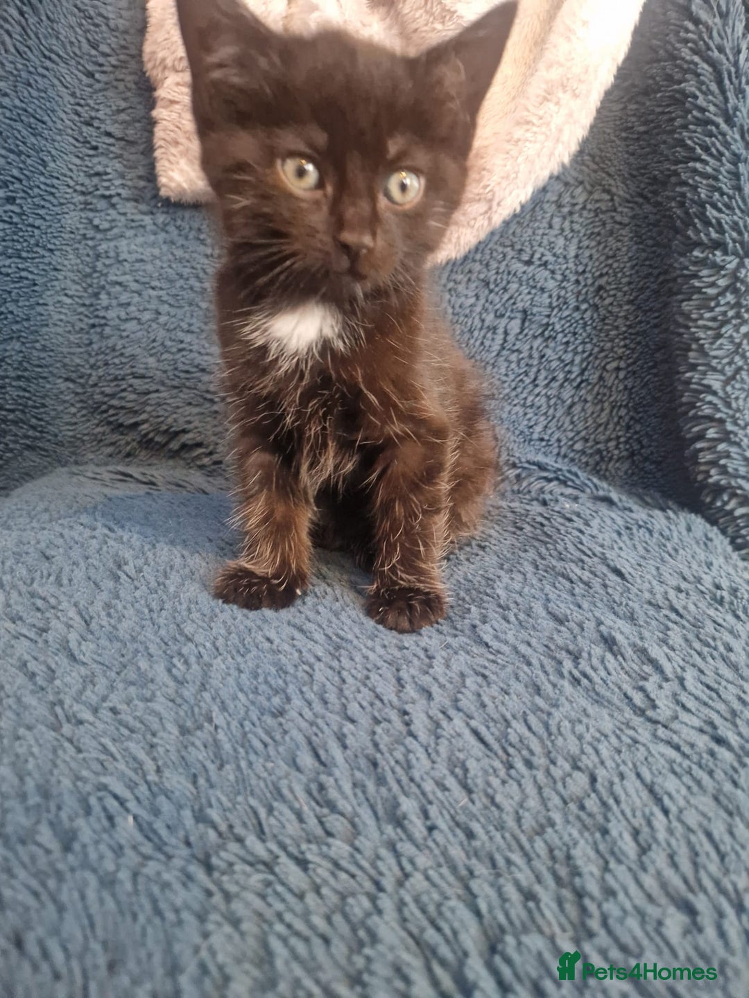 Mixed Breed cats for sale: Update! Beautiful litter of kittens 2 kitten left - Image 26