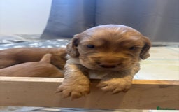Cocker Spaniel dogs for sale: Working ginger/red cocker spaniels. - Image 9