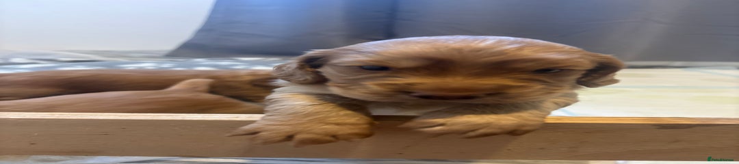 Cocker Spaniel Puppy 2