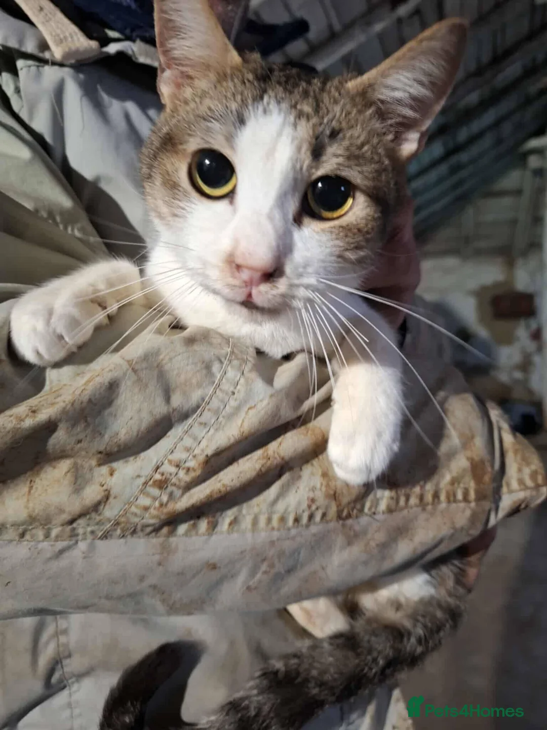 Mixed Breed cats for adoption: Galaxy for adoption - Advert 2