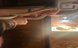 Snake reptiles for sale:  Aesculapian snake - Image 3