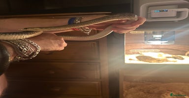 Snake reptiles - Advert 11