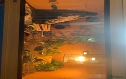 Gecko reptiles for sale: Leopard geckos and full set-up - Image 2