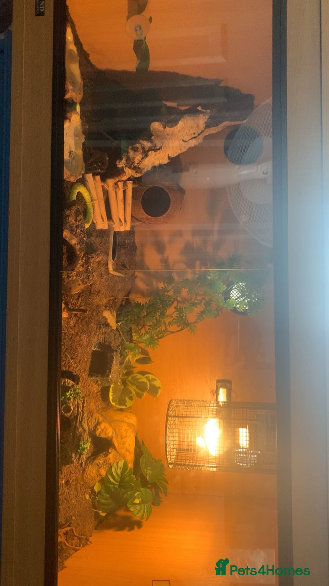 Gecko reptiles for sale: Leopard geckos and full set-up - Image 2