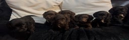 Cockapoo dogs for sale: Adorable F1B Cockapoos❤️💙 🐾 - Advert 18