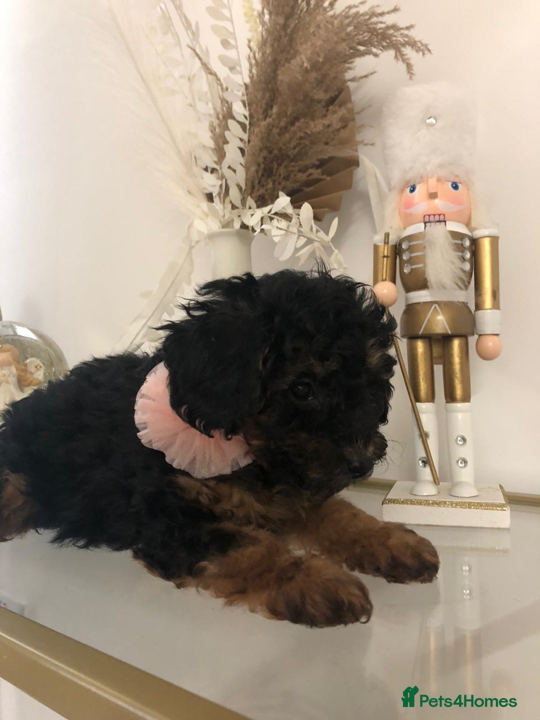 Toy Poodle dogs for sale: 5 toy poodles unique markings  - Advert 16