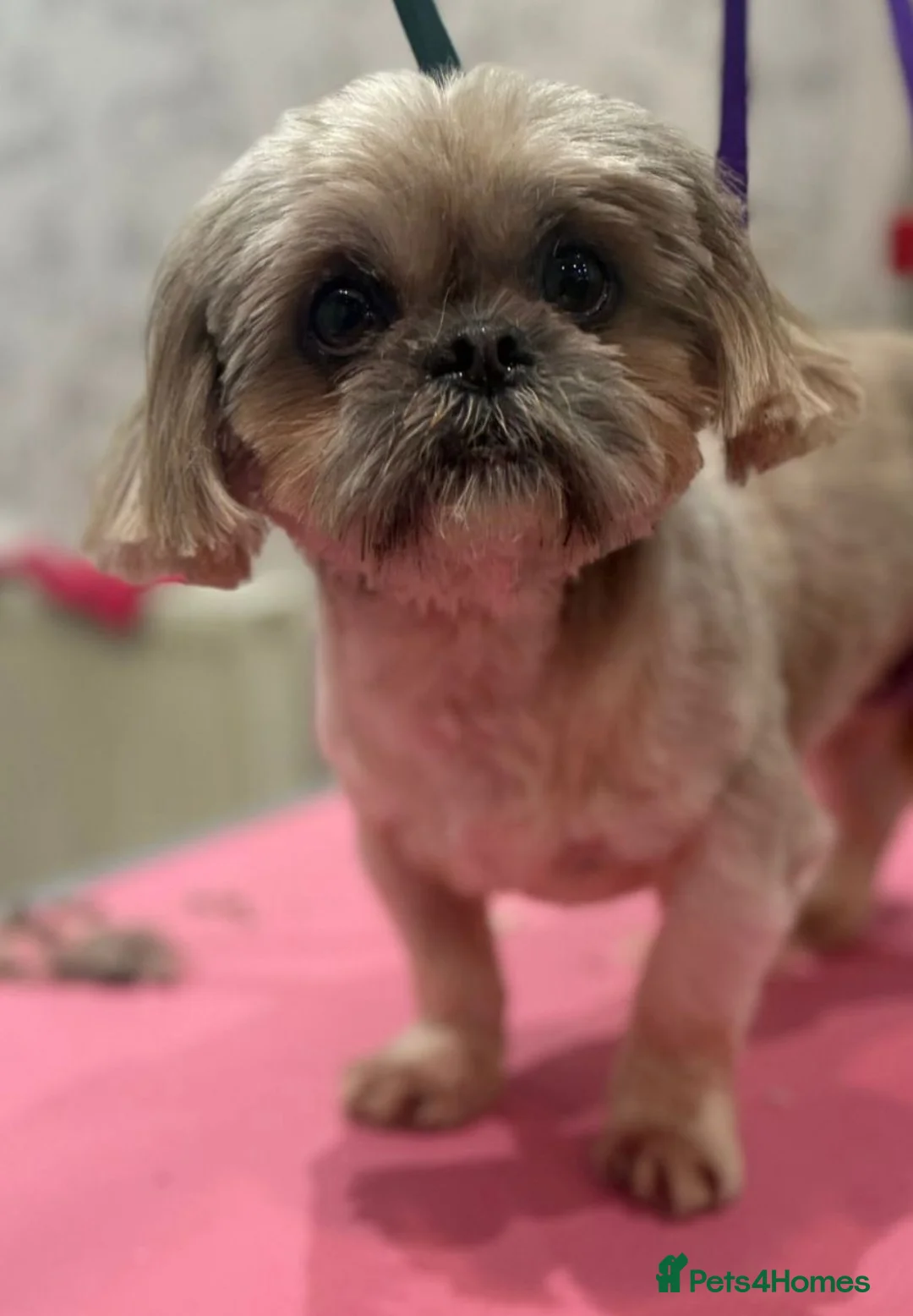 Shih Tzu dogs for sale: 🩷 Stunning Tiny KC Shih Tzu Puppies 💙 - Advert 19