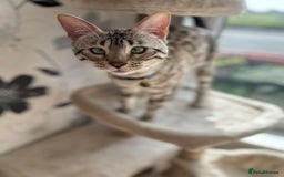Bengal cats for sale: Ozzie - 1y Snow Bengal needs a single cat home - Image 3