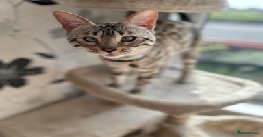Bengal cats - Advert 7