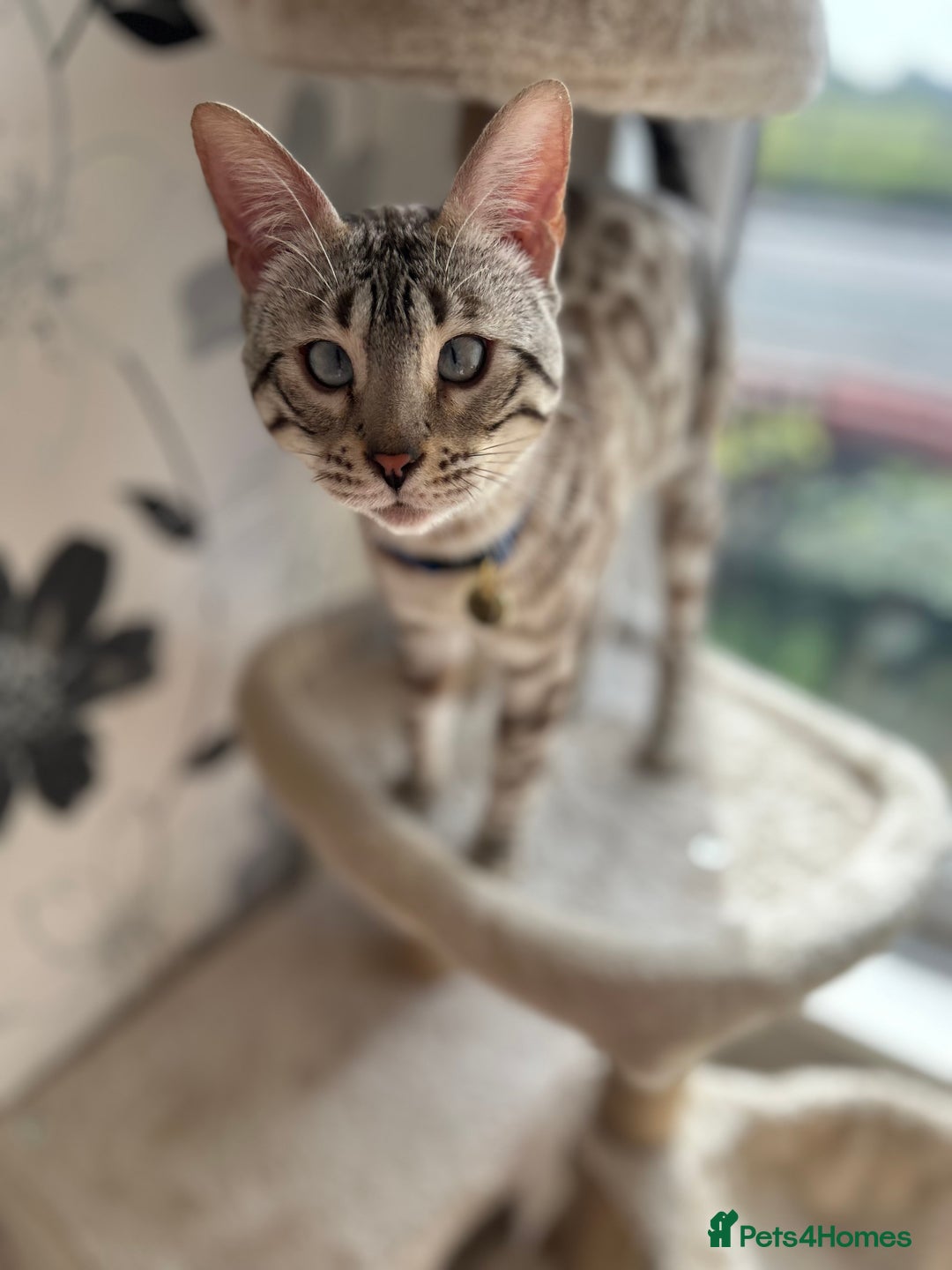 Bengal cats for sale: Ozzie - 1y Snow Bengal needs a single cat home - Image 3
