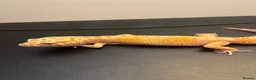Leopard Gecko reptiles for sale: White&Yellow Snow Tremper 50% Het Eclipse - Advert 4
