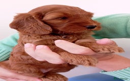 Cockapoo dogs for sale: Stunning F1 Red Miniature - Health Tested Parents - Image 18