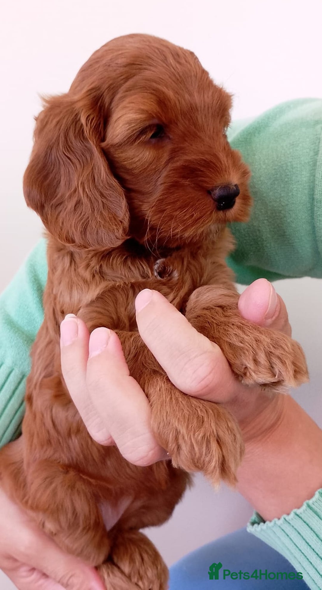 Cockapoo dogs for sale: Stunning F1 Red Miniature - Health Tested Parents - Image 18