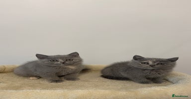 Scottish Fold cats - Advert 1