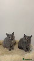 Scottish Fold cats - Advert 7