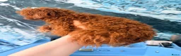 Toy Poodle dogs for sale: Asian Teddy poodle Girl very tiny - Advert 16