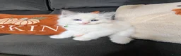 Ragdoll cats for sale: 🏆Tica Registered kittens from EU champion lines🏅 - Advert 38