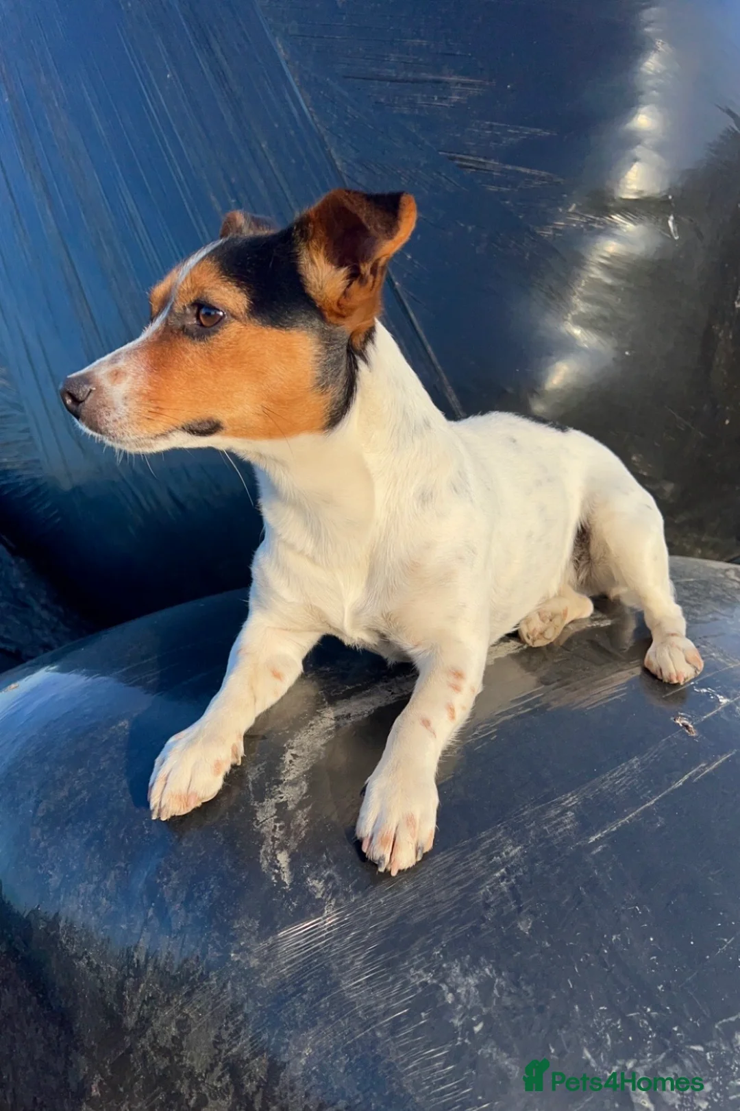 Jack Russell dogs for sale: DOCKED/ SMOOTH COAT/ SHORT LEG JACK RUSSELS - Advert 1