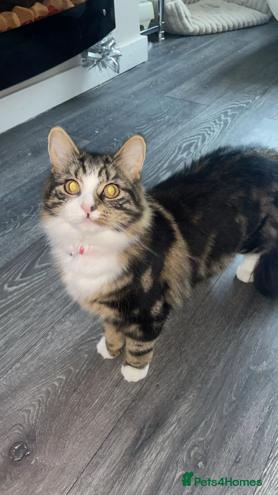 Mixed Breed cats for sale: Kittens - Advert 1