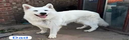 White Swiss Shepherd dogs for sale: 🏆 🏆 WORLD CHAMPION BLOODLINES KC WSS PUPS - Advert 10