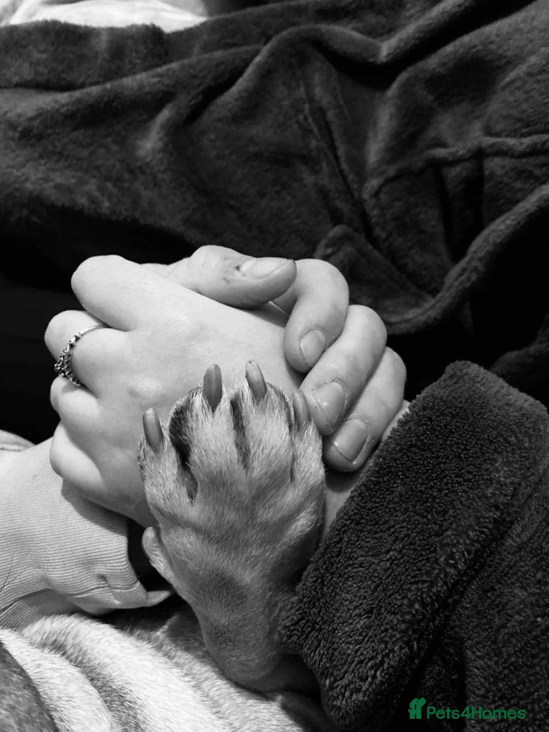 French Bulldog dogs for stud: Logie French bull dog  - Advert 13