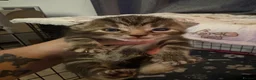 Mixed Breed cats for sale: 2 gorgeous female kittens  in Glasgow - Advert 3