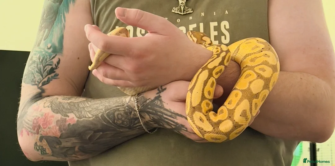 Python Snake reptiles for sale: Female banana 66% het clown with full set up - Advert 5