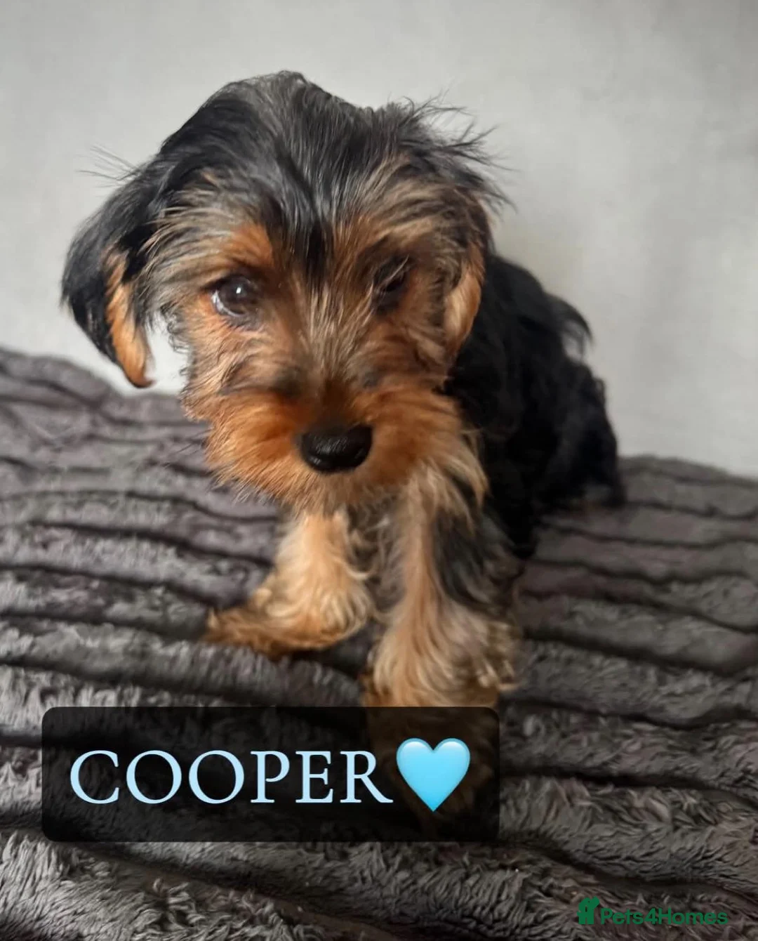 Yorkshire Terrier dogs for sale: Yorkshire Terrier Puppies - Advert 13