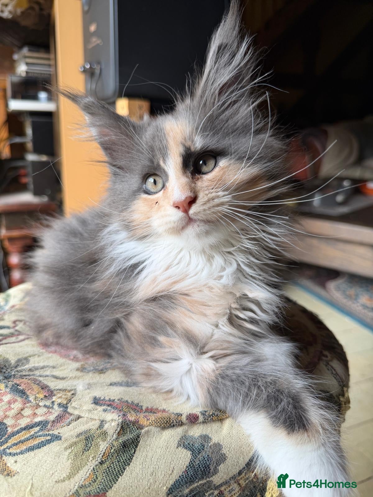 Maine Coon cats Maine Coon kittens, pure bred, TICA registered - Advert 10