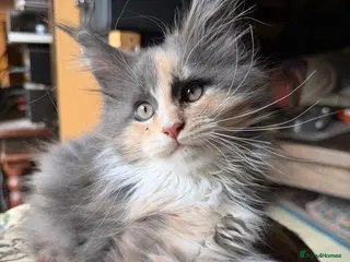 Maine Coon cats Maine Coon kittens, pure bred, TICA registered - Advert 10