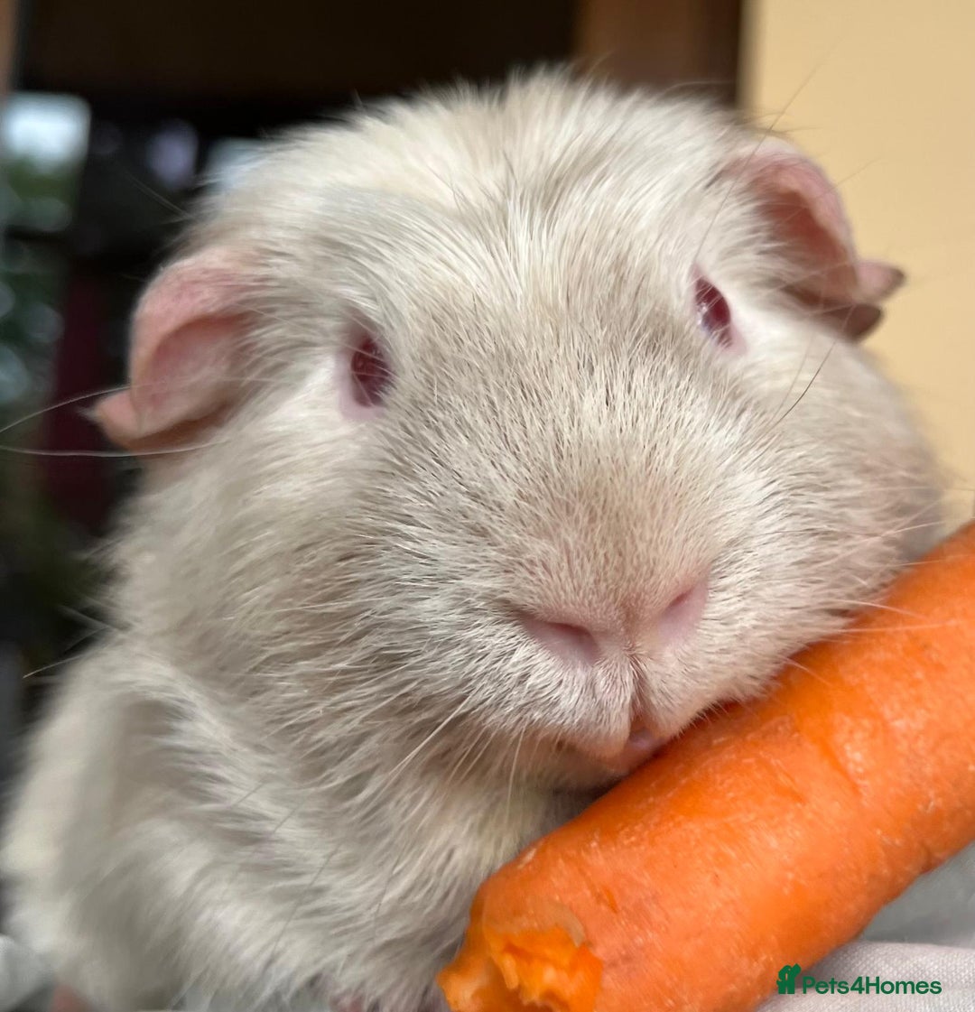Guinea Pig rodents for sale: 3 Brothers  - Image 6