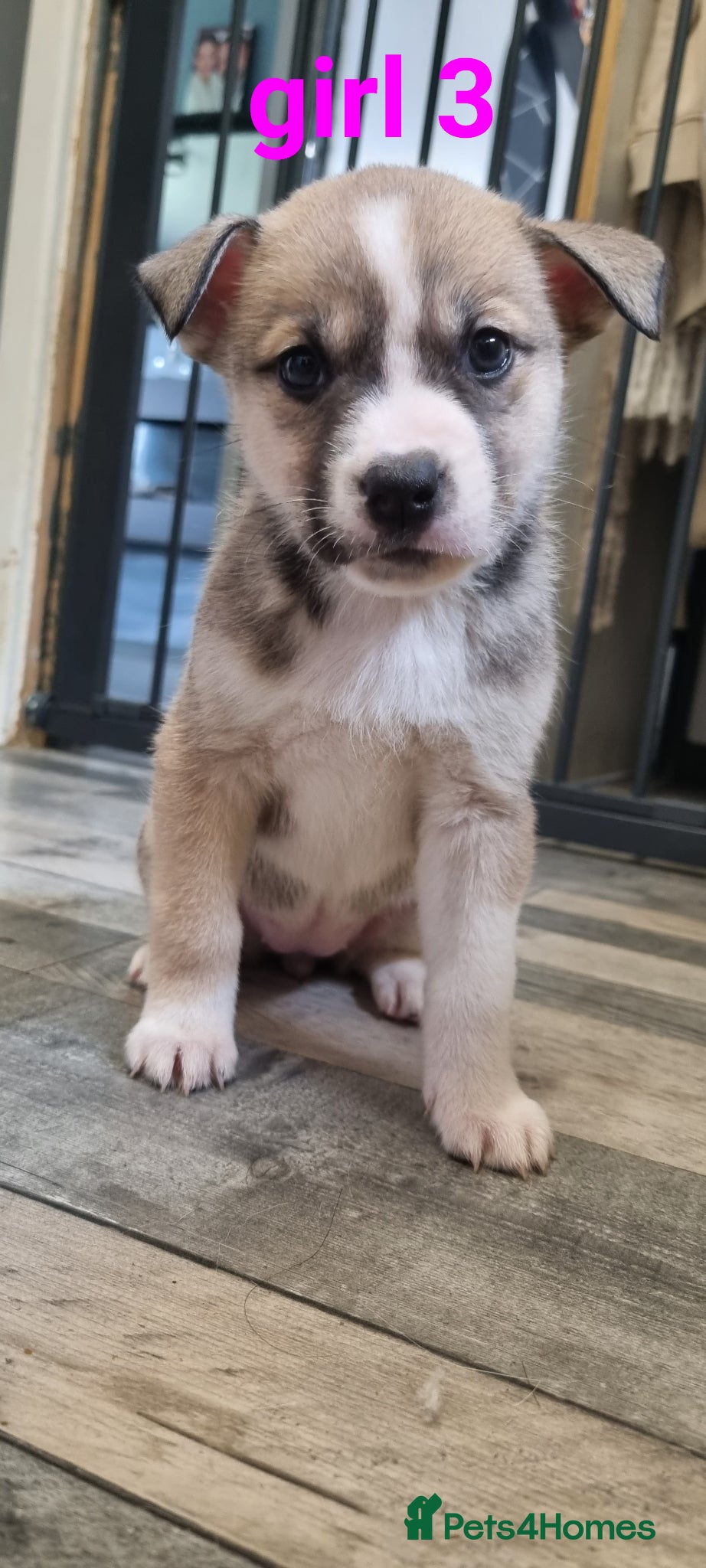 Mixed Breed dogs Husky x staff puppies - Advert 11