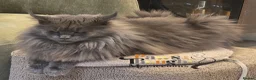 Maine Coon cats for sale: Top quality Mainecoon girls..Tica reg  - Advert 4