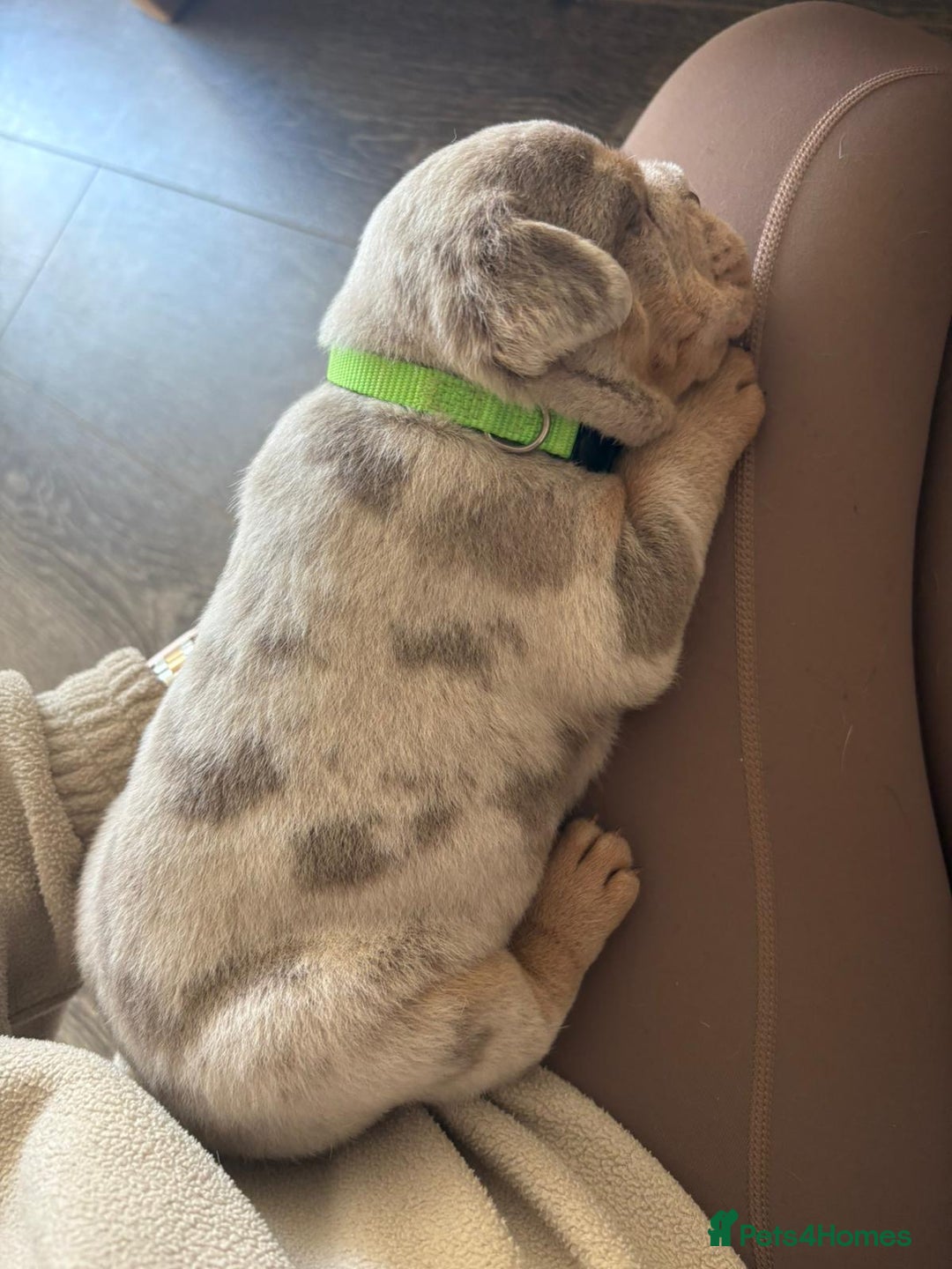 English Bulldog dogs for sale: Bulldog Puppies Champion bloodlines - Advert 15