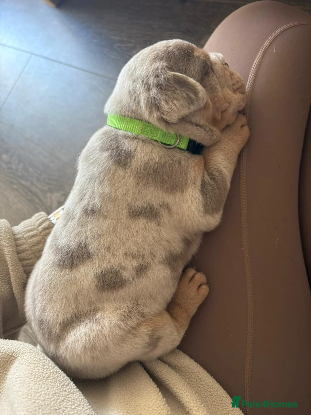 English Bulldog dogs for sale: Bulldog Puppies Champion bloodlines - Advert 20