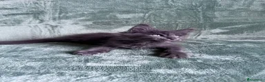 Maine Coon 4