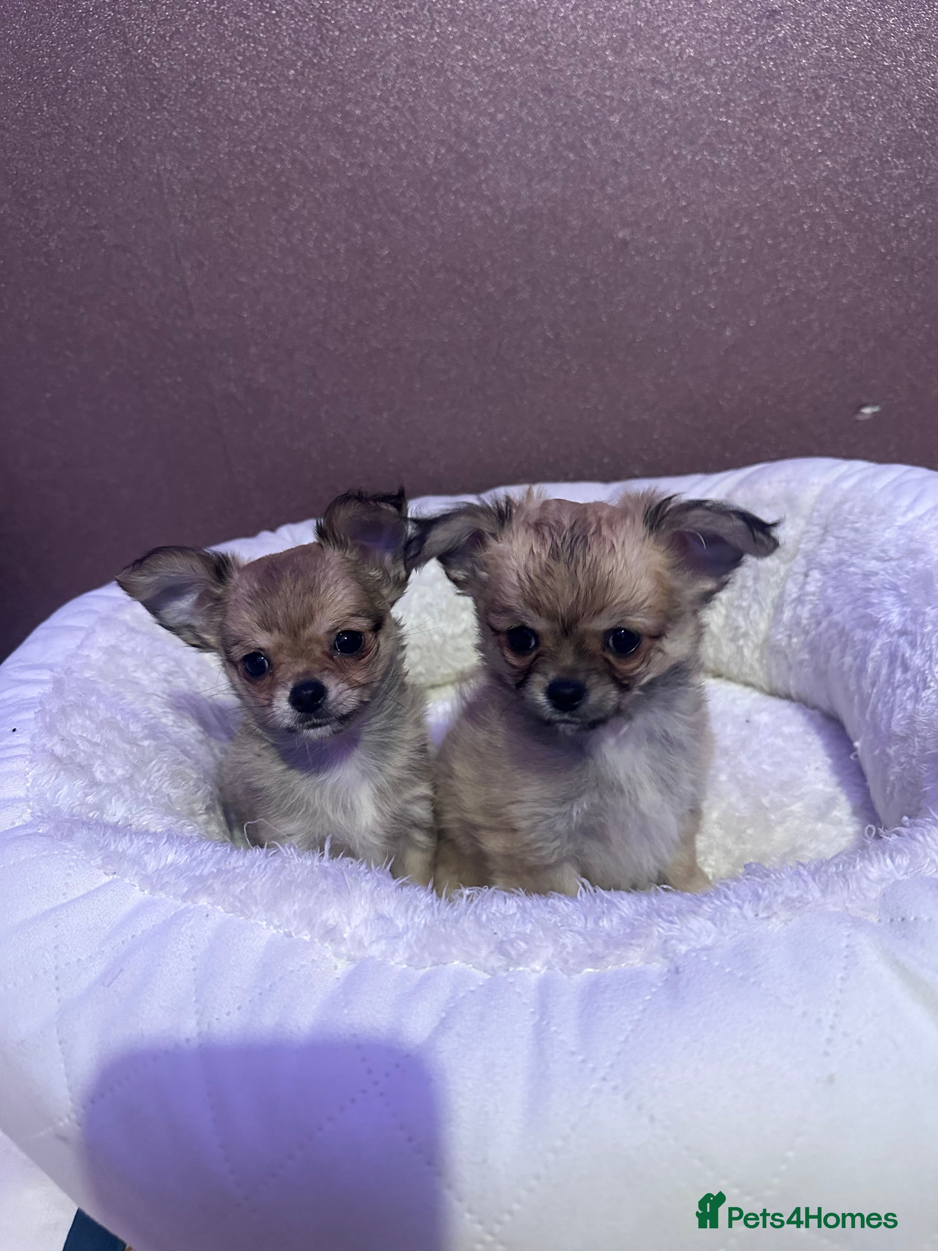 Chihuahua dogs 2 beautiful chihuahua puppy’s - Advert 9