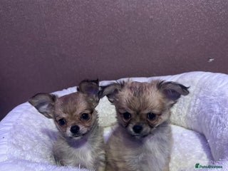 Chihuahua dogs 2 beautiful chihuahua puppy’s - Advert 9