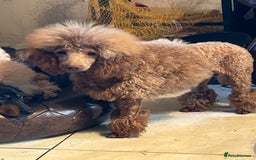 Toy Poodle dogs for sale: Toy poodle puppies ready now. Aberdeenshire - Image 29