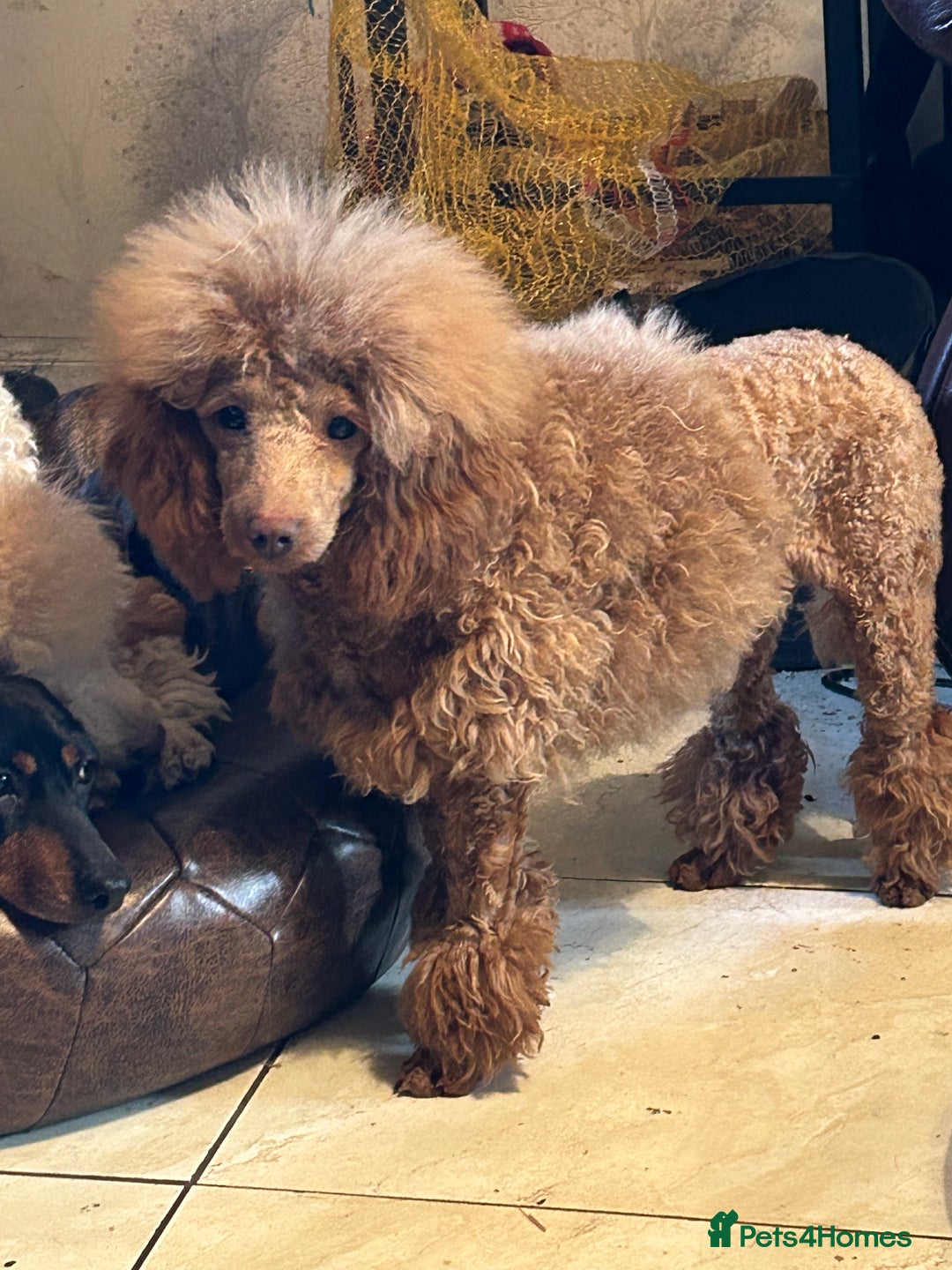 Toy Poodle dogs for sale: Toy poodle puppies ready now. Aberdeenshire - Image 29