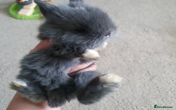 Lionhead rabbits for sale: Baby bunny's  - Advert 23