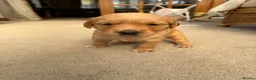 Golden Retriever dogs for sale: Kennel Club Golden Retriever Puppies Health Tested - Advert 2