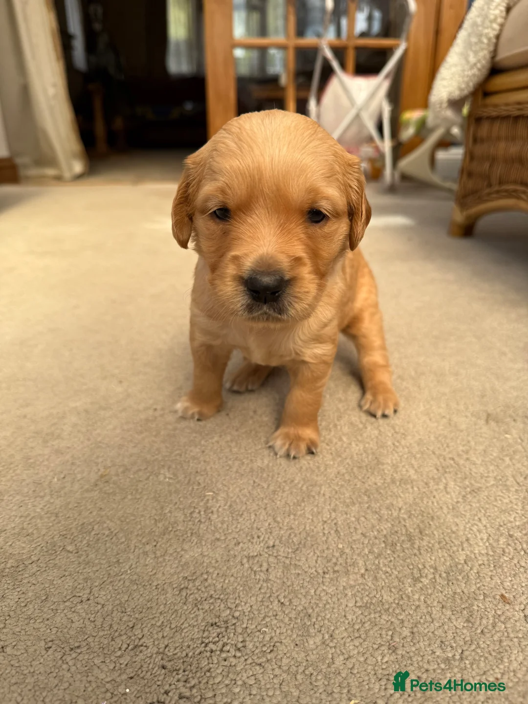 Golden Retriever dogs for sale: Kennel Club Golden Retriever Puppies Health Tested - Advert 2